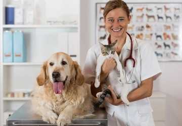 What Pet Owners Should Know About Pet Insurance