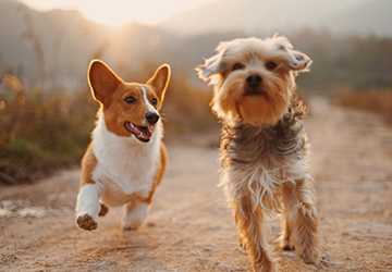 The Best Pet Insurance for Multiple Pets (2024)