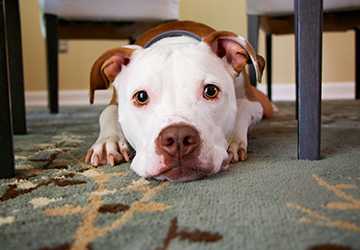 The Best Pet Insurance for Multiple Pets (2024)