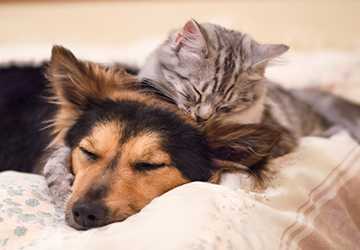 What is Pet Insurance and Do You Need It?